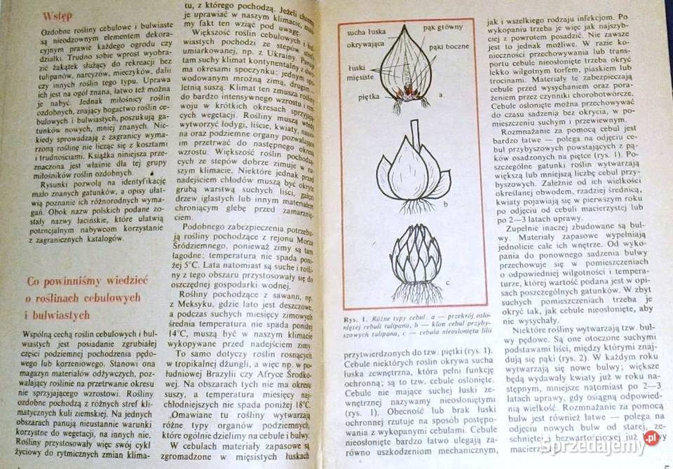 Mało znane ozdobne rośliny cebulowe i bulwiaste Rok wydania 1985 Pozostałe Chełm sprzedam