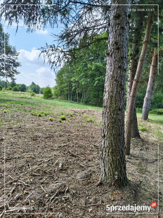 SPRZEDAM DZIAŁKĘ W BOLIMOWSKIM PARKU mazowieckie Antoniew