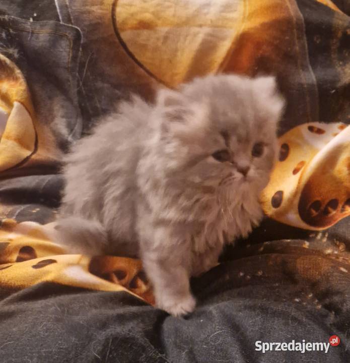 Brytyjskie kotka dlugowlosa niebieska Szamotuły