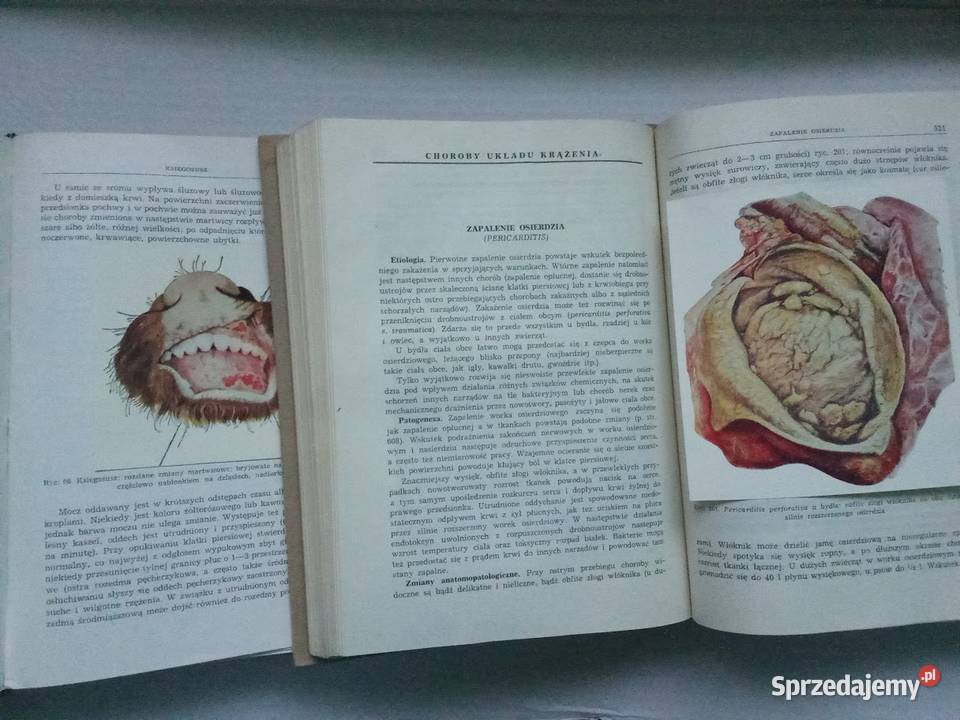 Szczegółowa patologia i terapia chorób zwierząt Łódź