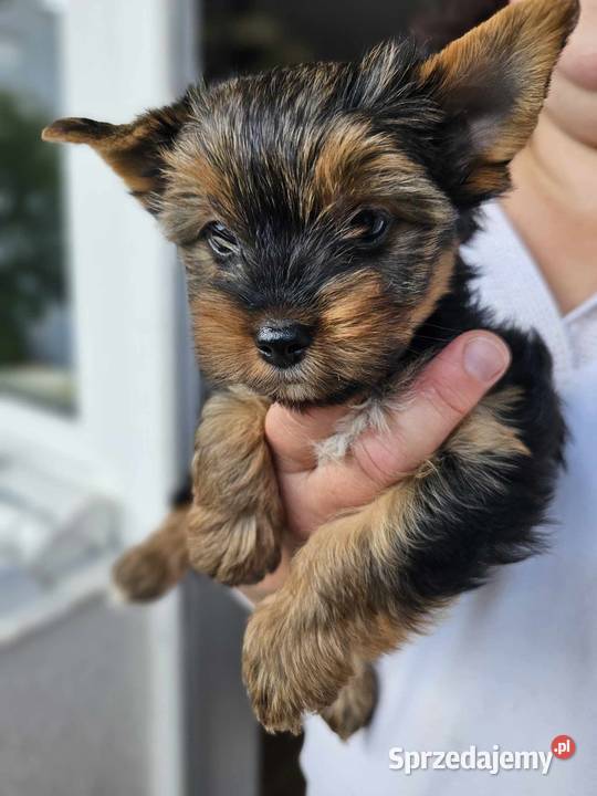 Yorkshire terrier Malutka Dziewczynka Mini śląskie Częstochowa sprzedam