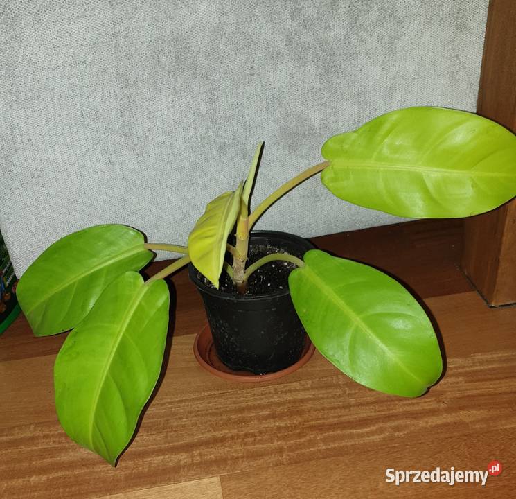 Filodendron philodendron lemon lime Zielone mazowieckie