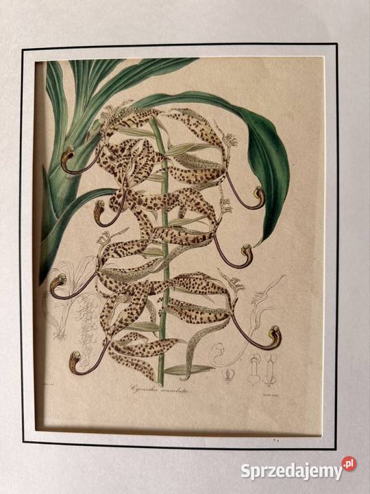 Antyczna rycina botaniczna staloryt XIX w