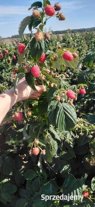 Sadzonki margarita Pozostałe Godziszów