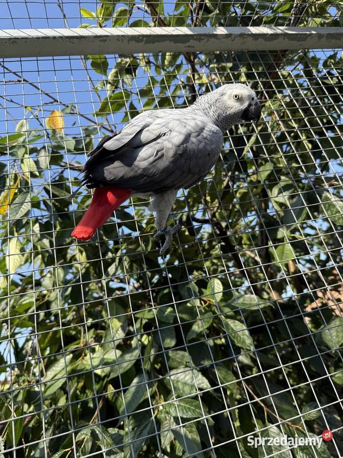 Papuga żako papugi żako para Zielona Góra sprzedam