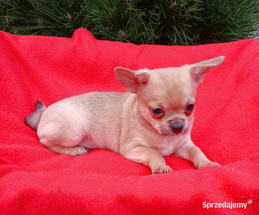 Piękny piesek chihuahua