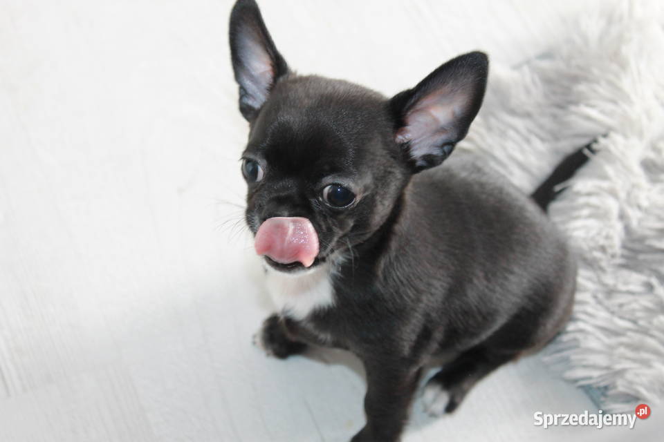 Chihuahua krótkowłosy chłopiec ZKwP FCI