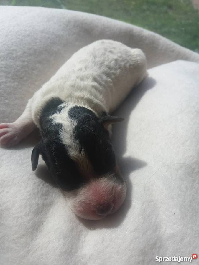 Szczenięta foksterier szorstkowłosy Pozostałe wielkopolskie Rogoźno