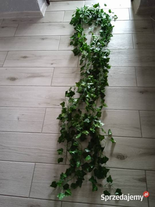 3 gałązki bluszczu Grajewo