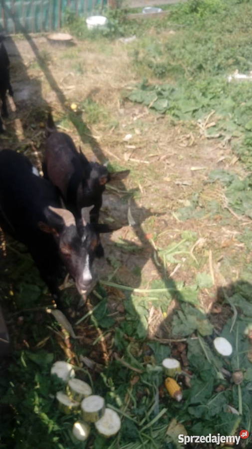 Spszedam kozy miniatórki karłowate Leśniowice