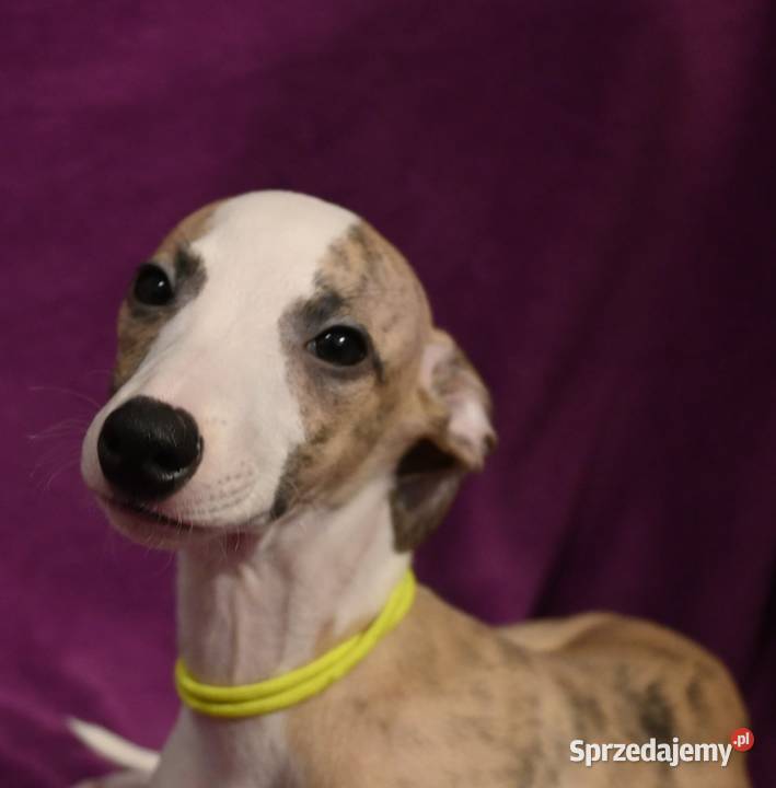Whippet Chart Angielski Aleksandria