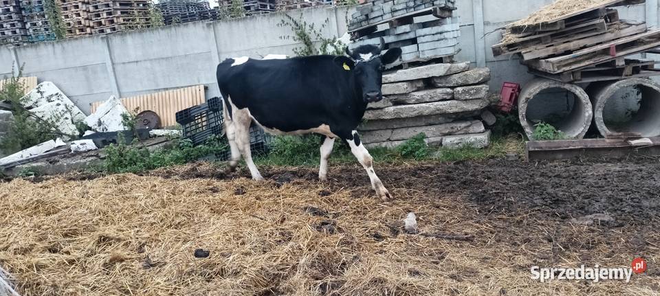 Jałówki hf wysokocielna