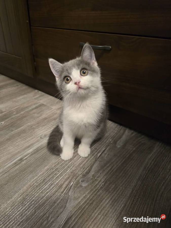 Kot brytyjski kotka bikolor Poznań