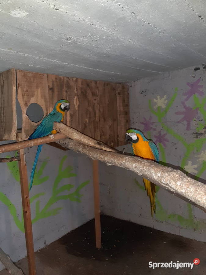 Sprzedam papugi ary Kraków