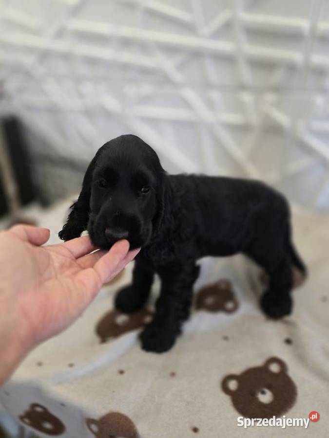 Cocker spaniel angielski pieski i sunie