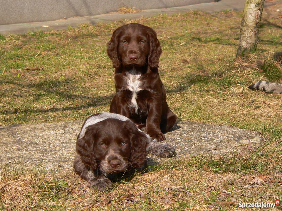 Wachtelhund płochacz niemiecki Pozostałe Pozostałe Ostrowy nad Okszą