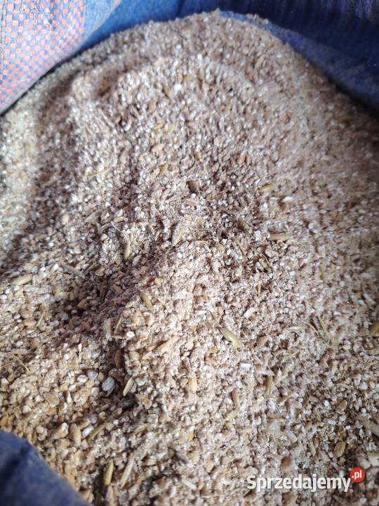 Owies pszenica śruta pasza Wieliczka