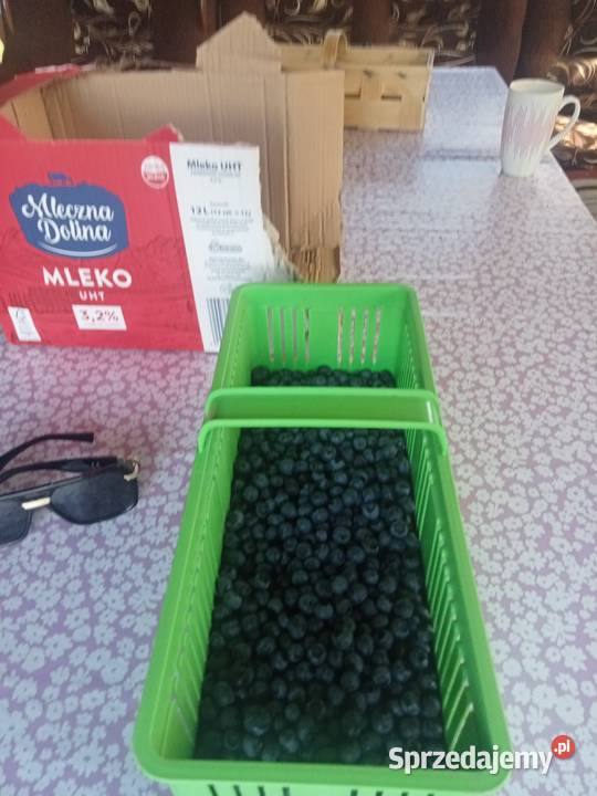 Borówka amerykańska Owoce podkarpackie Mielec sprzedam