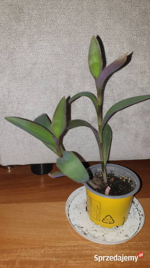 Trzykrotka setkrezja purpurowa szybko rośnie Warszawa