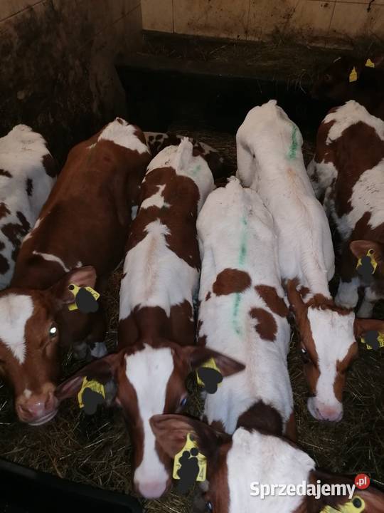 Sprzedam byczki Bydło