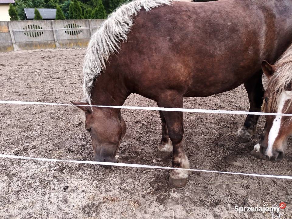 Sprzedam klacz zrebica Lipsko