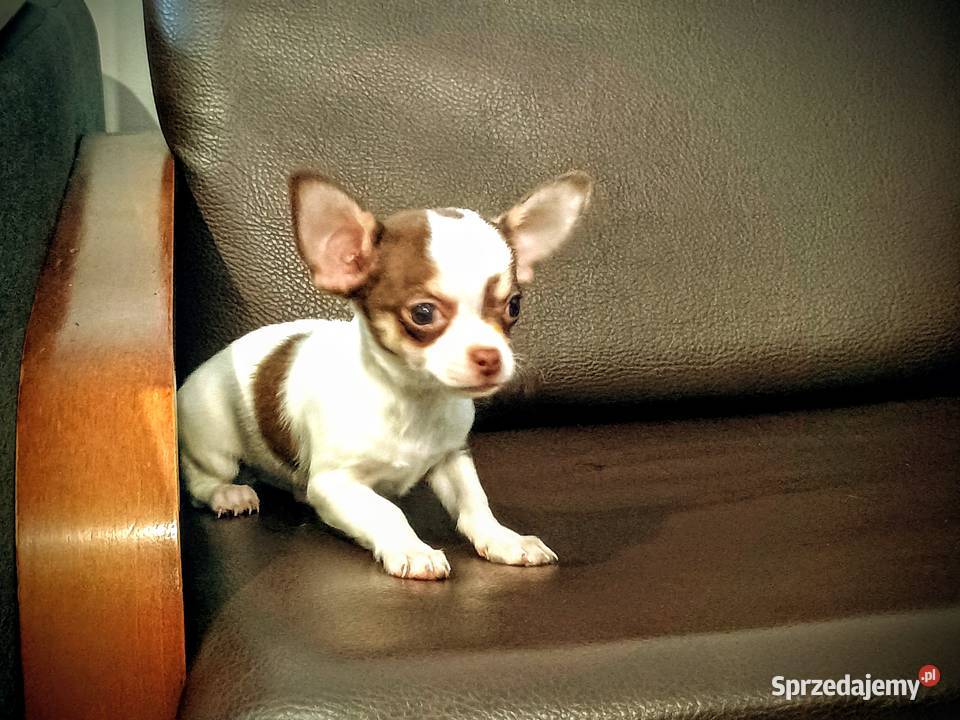 Chihuahua pieski Września
