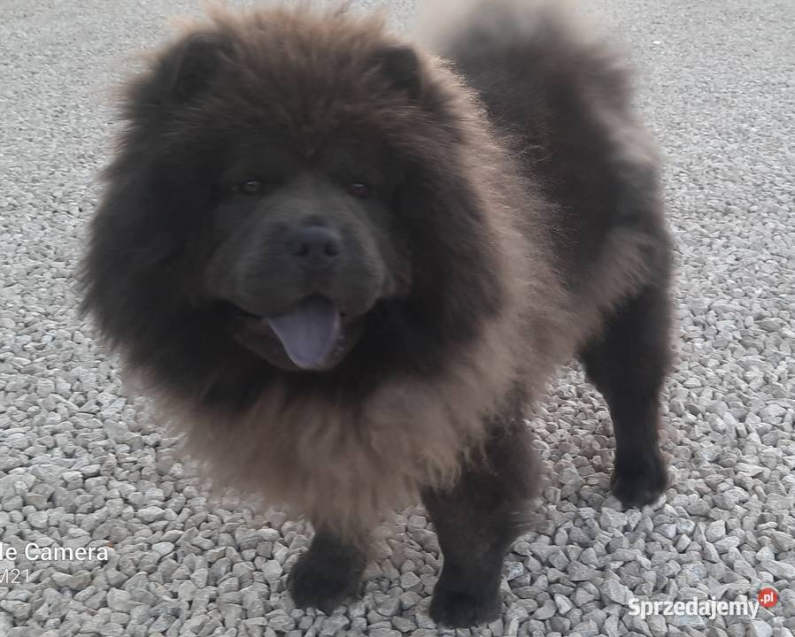 CHOW CHOW Reproduktor krycie