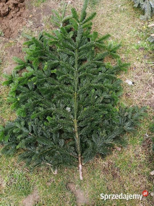 Gałęzie jodły kaukaskiej i nobilis bunt Julianpol