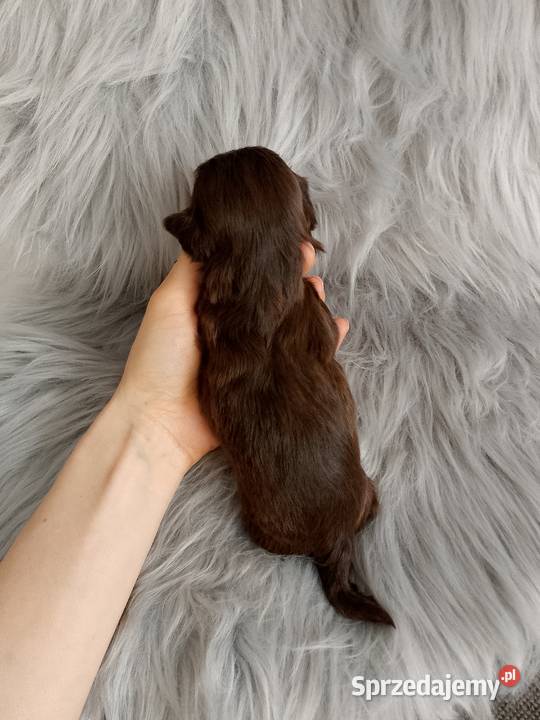 Piękny czekoladowy piesek rasy ShihTzu Kluczbork