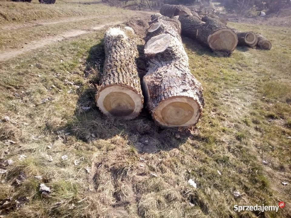 Sprzedam Topolę tartaczną w balu Miczuły