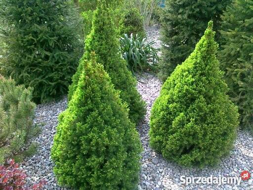 działka ROD Energetyk 1 Poznań Wincentego 1 Poznań