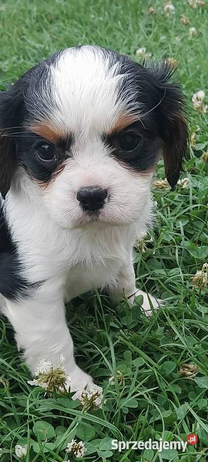 Suczka Cavalier king charles spaniel tricolor Mielec sprzedam