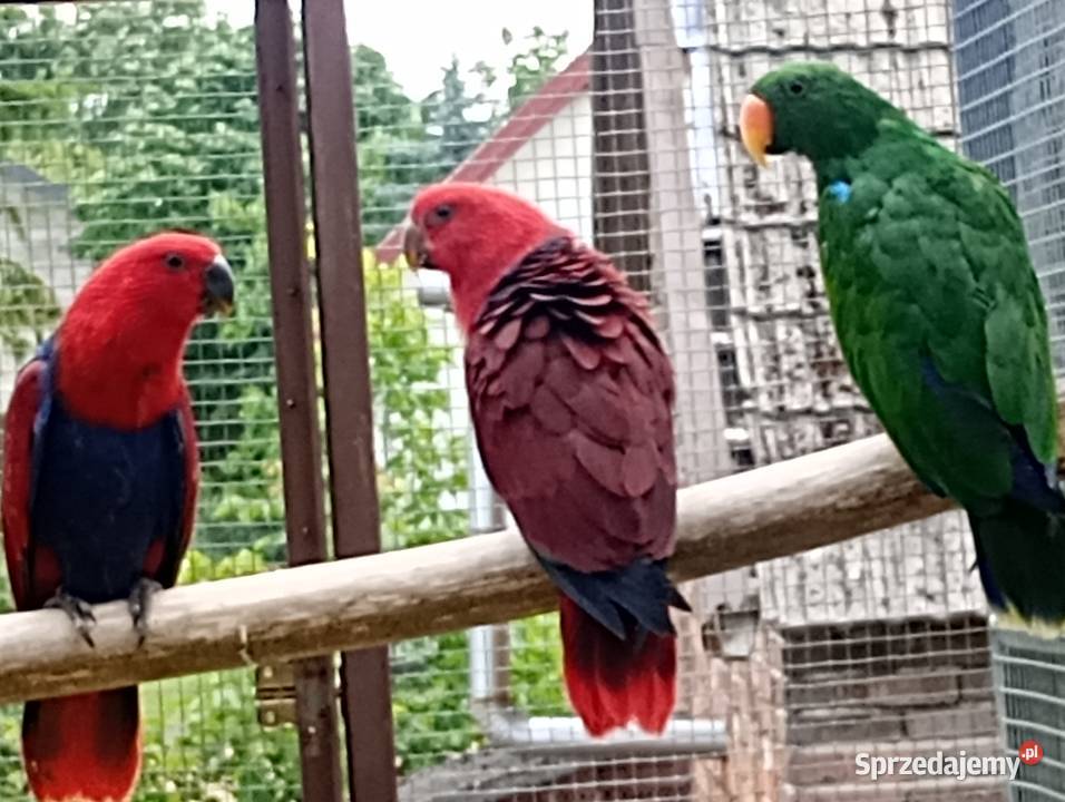 Lora wielka lory
