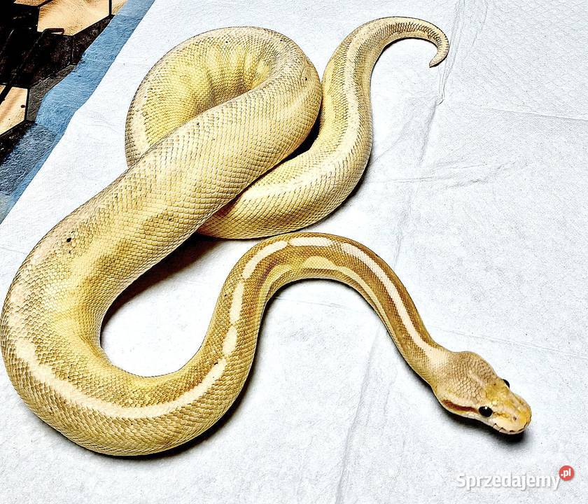 Pyton Królewski Python Regius Banana Pewter Zabrze
