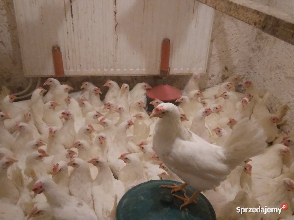 Kury nioski leghorn rosa Drób i ptactwo Nowa Karczma