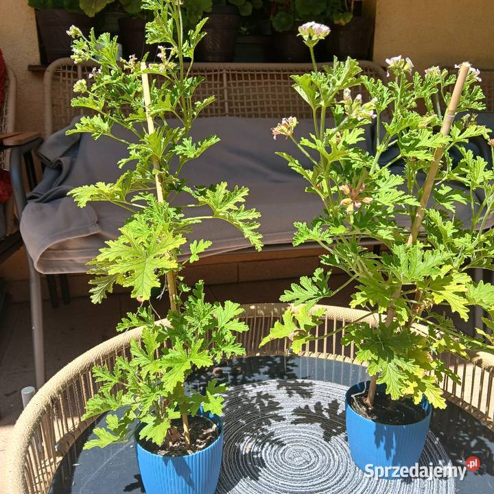 Anginka Geranium Roślina domowa kwitnie Nowy Sącz sprzedam