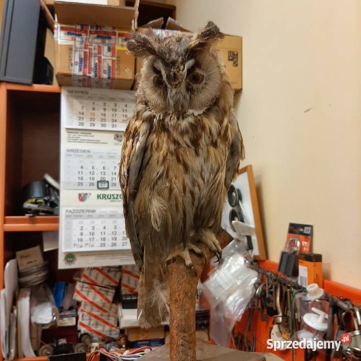 sprzedam wypchaną sowę Antyki, Sztuka, Kolekcje podkarpackie Rzeszów