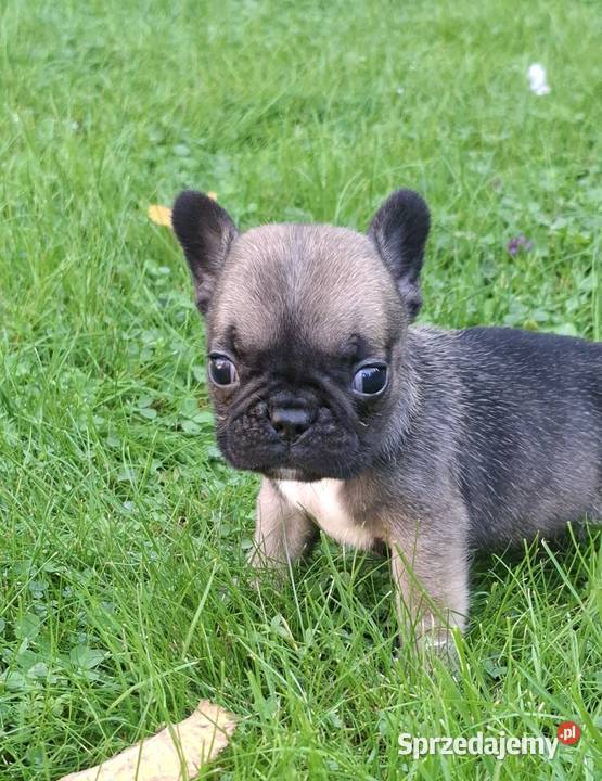Buldog francuski suczki i piesek gotowe do Buldog Mycielin