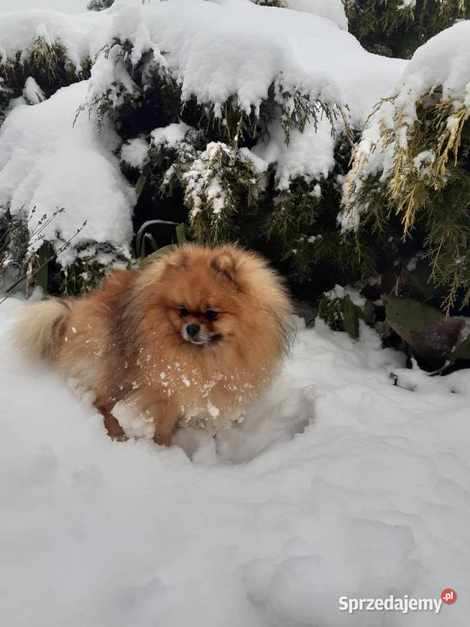 Krycie reproduktor FCI pomeranian