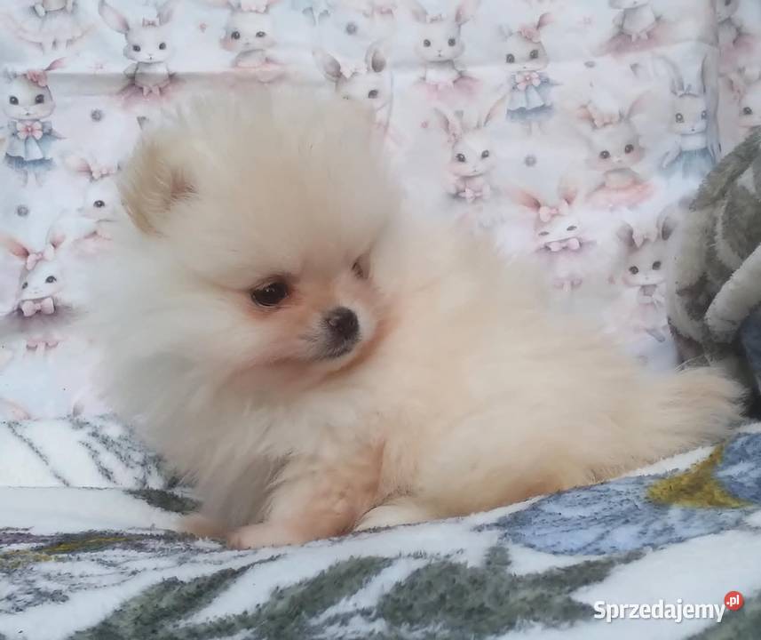 Pomeranian szpic miniaturowy cudowna MALUTKA Warszawa