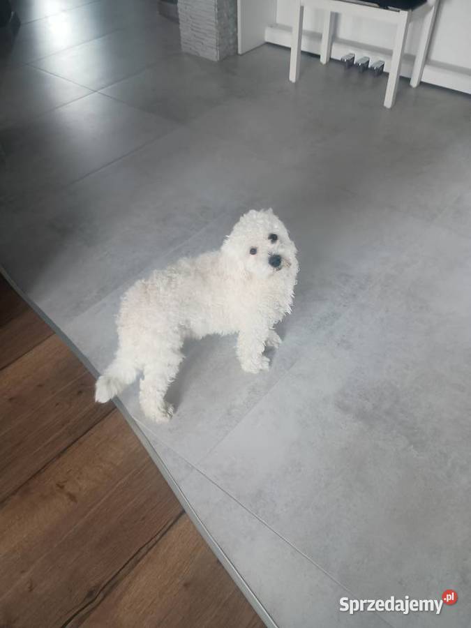 Piesek matipoo Smardzewice