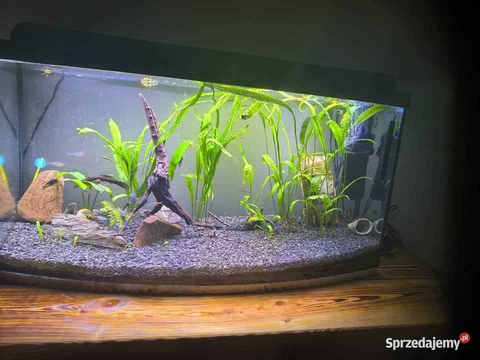 Akwarium 100 l Szczerców