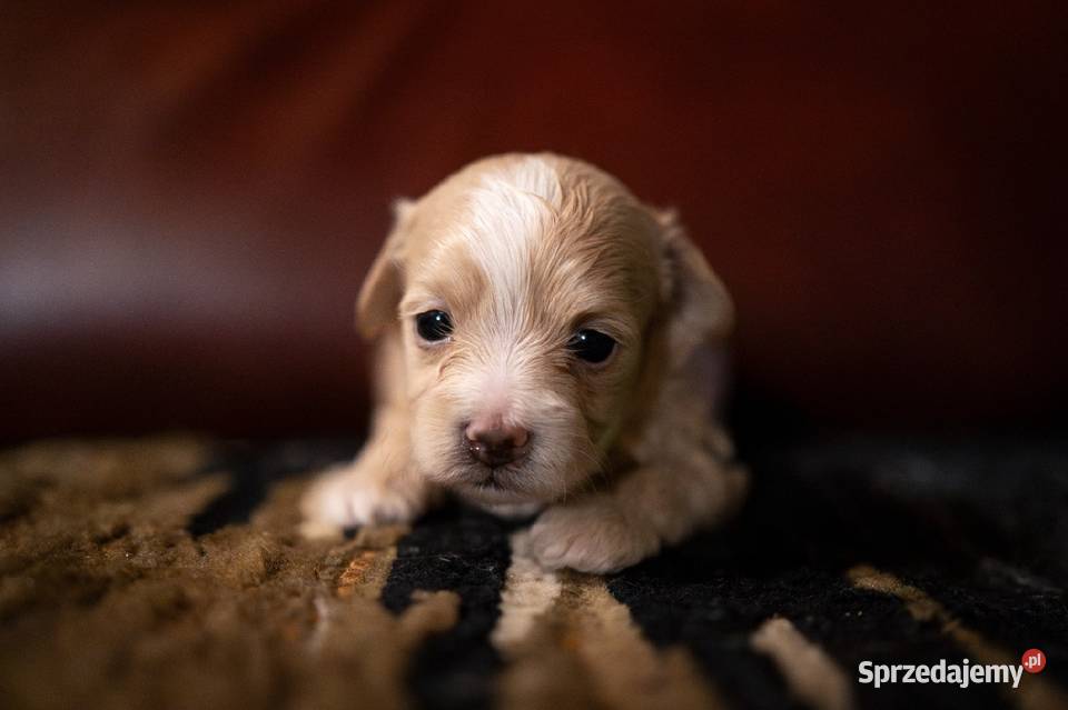 Maltipoo szczeniaki F1 Augustów