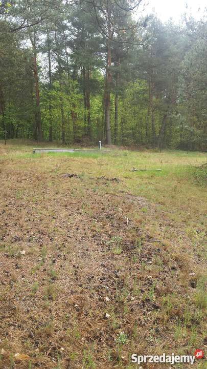 działka budowlana 4340m2 Przykory gmina Pniewy 80zł/m2 Przykory