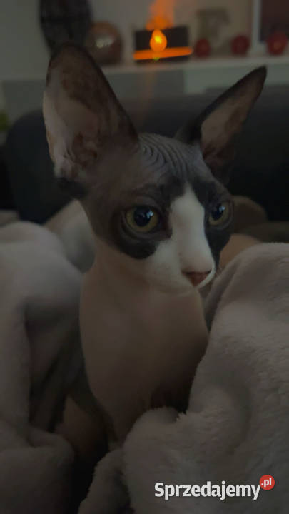 Piękna kotka sfinks do odbioru Łódź