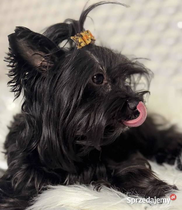 Yorkshire Terrier sunia Starogard Gdański