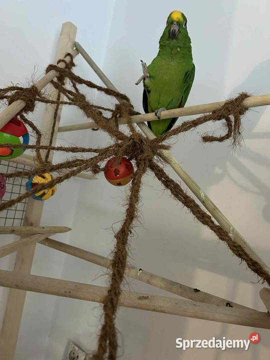 Papuga Amazonka żółtogłowa kujawsko-pomorskie Sierosław