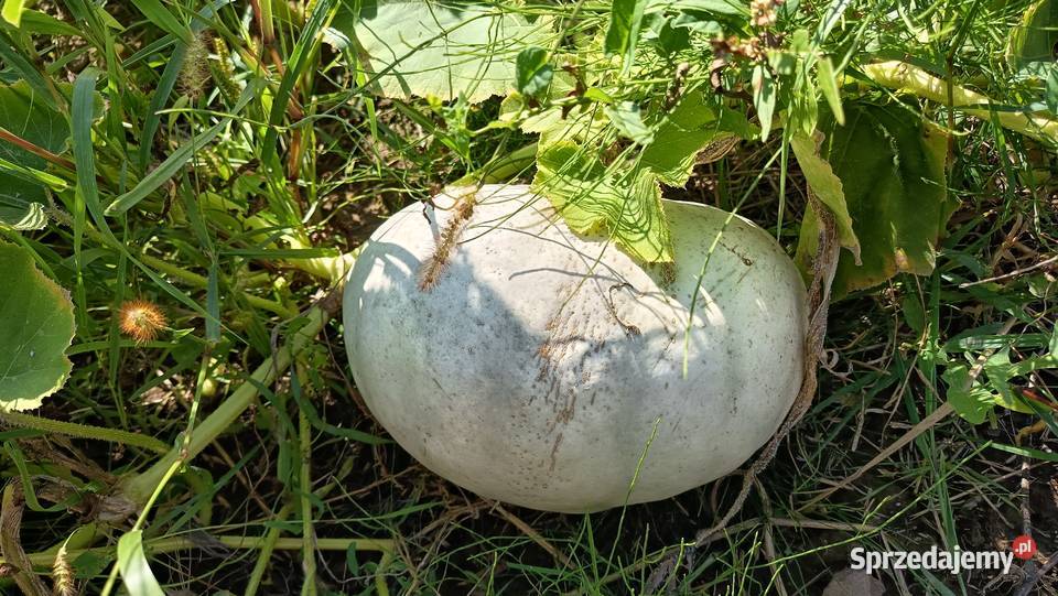 Dynia bez oprysków i nawozów Nelson Halloween sprzedam