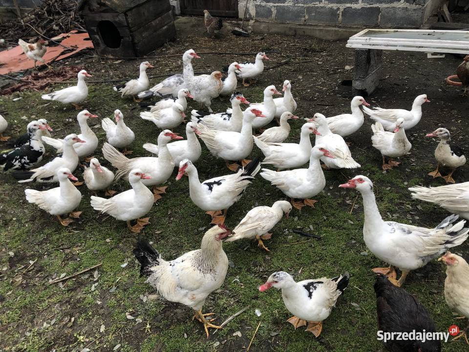 Kaczki i kaczory francuskie Maniów