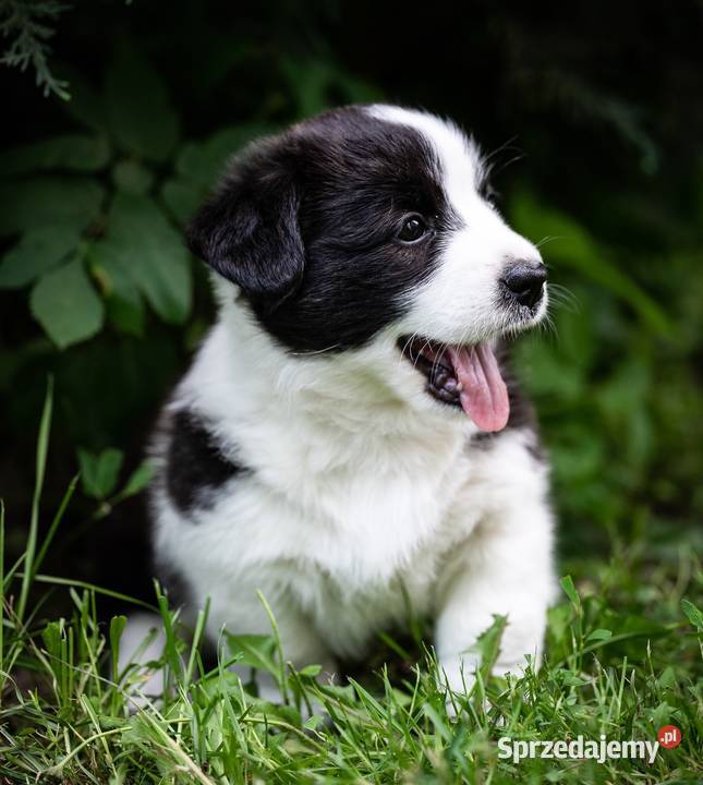 Szczeniaki welsh corgi cardigan